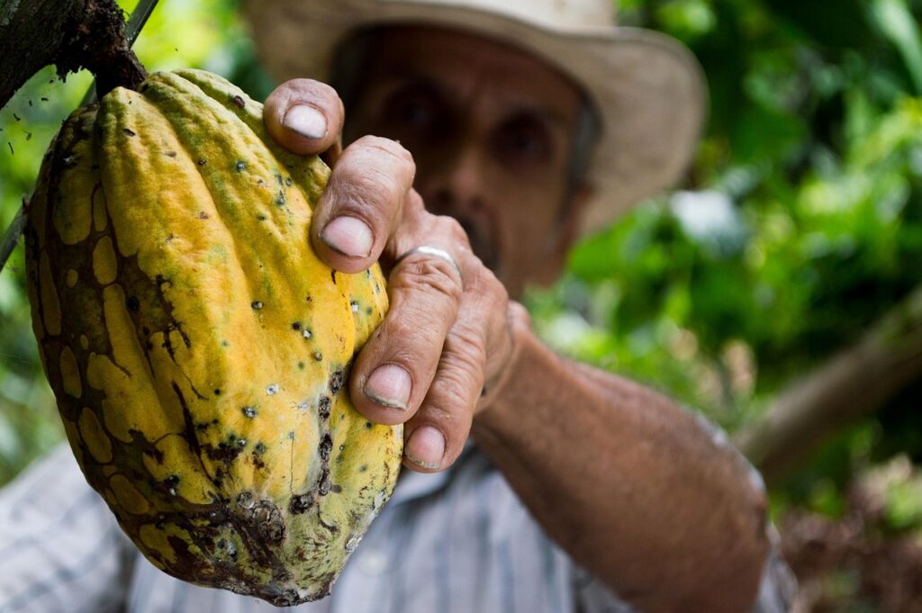 cocoa, men, colombia, farmer, hand, fruit, cocoa, cocoa, cocoa, cocoa, cocoa, colombia, colombia